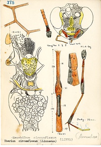 岩田久二雄フィールドノート