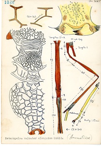 岩田久二雄フィールドノート