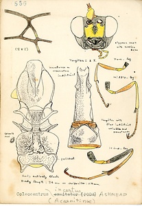 岩田久二雄フィールドノート