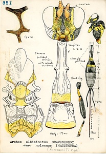 岩田久二雄フィールドノート