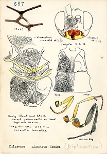 岩田久二雄フィールドノート