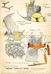 岩田久二雄フィールドノート