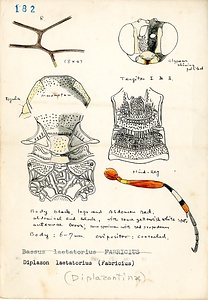 岩田久二雄フィールドノート