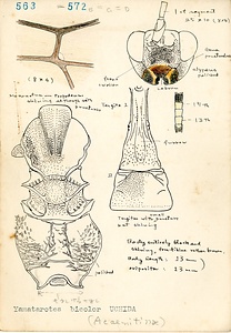 岩田久二雄フィールドノート