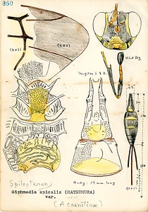 岩田久二雄フィールドノート