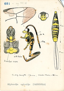 岩田久二雄フィールドノート