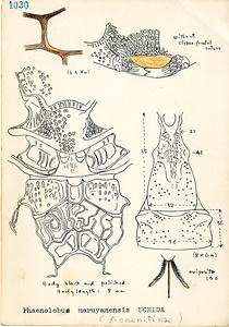 岩田久二雄フィールドノート