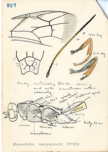 岩田久二雄フィールドノート