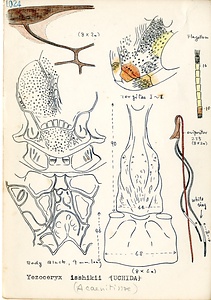 岩田久二雄フィールドノート