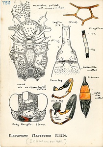 岩田久二雄フィールドノート