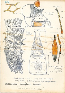 岩田久二雄フィールドノート