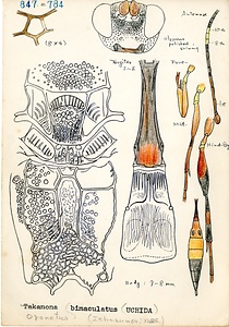 岩田久二雄フィールドノート