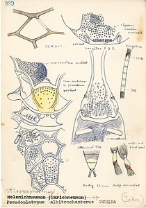 岩田久二雄フィールドノート