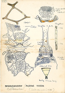 岩田久二雄フィールドノート