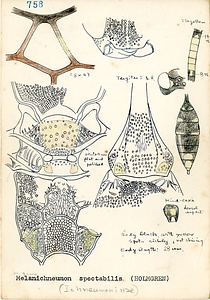 岩田久二雄フィールドノート
