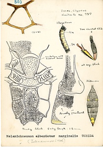 岩田久二雄フィールドノート