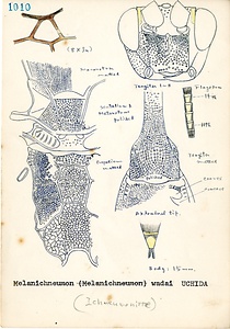 岩田久二雄フィールドノート