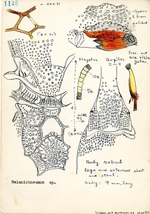 岩田久二雄フィールドノート