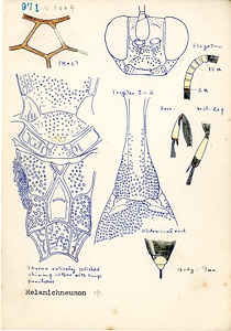 岩田久二雄フィールドノート