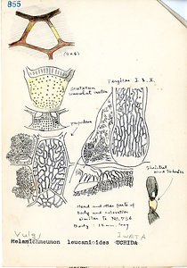 岩田久二雄フィールドノート