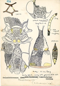 岩田久二雄フィールドノート