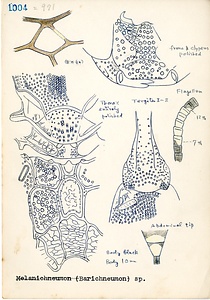 岩田久二雄フィールドノート