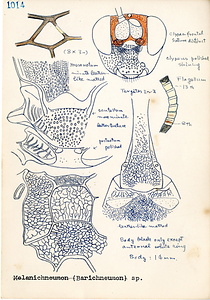 岩田久二雄フィールドノート
