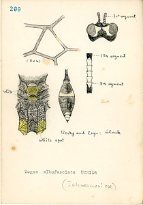 岩田久二雄フィールドノート