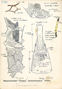 岩田久二雄フィールドノート