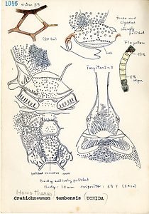 岩田久二雄フィールドノート