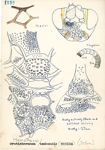 岩田久二雄フィールドノート