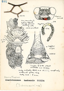岩田久二雄フィールドノート