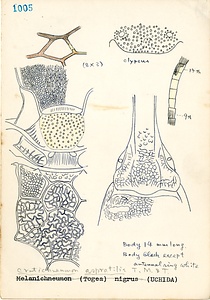 岩田久二雄フィールドノート
