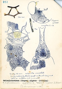 岩田久二雄フィールドノート