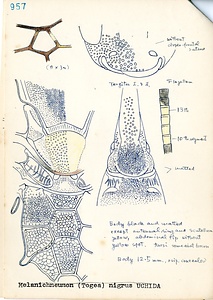岩田久二雄フィールドノート