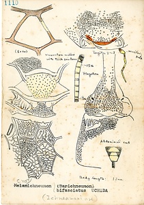 岩田久二雄フィールドノート