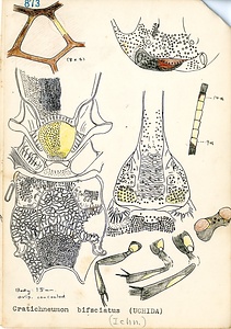 岩田久二雄フィールドノート