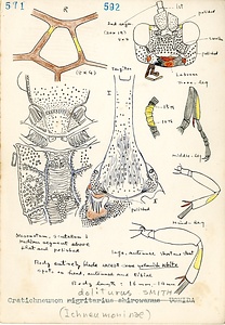 岩田久二雄フィールドノート