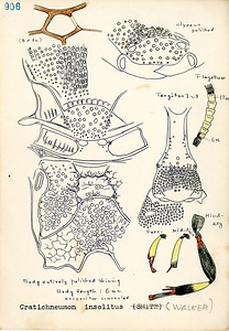 岩田久二雄フィールドノート