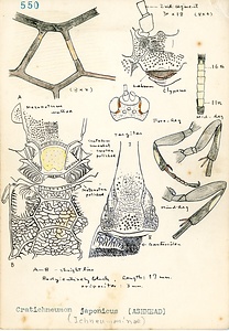 岩田久二雄フィールドノート