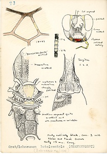 岩田久二雄フィールドノート