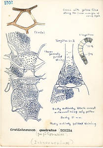 岩田久二雄フィールドノート