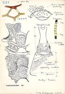 岩田久二雄フィールドノート