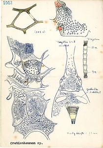 岩田久二雄フィールドノート