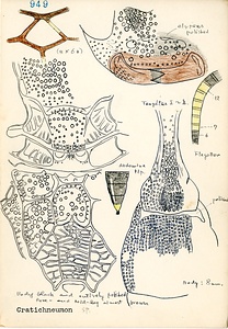 岩田久二雄フィールドノート