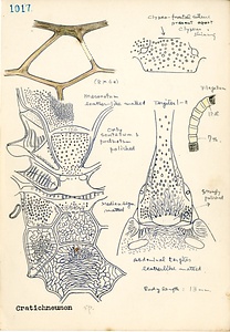 岩田久二雄フィールドノート