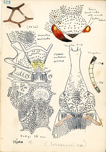 岩田久二雄フィールドノート