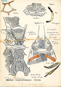 岩田久二雄フィールドノート