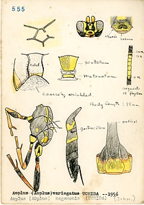 岩田久二雄フィールドノート