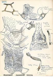 岩田久二雄フィールドノート